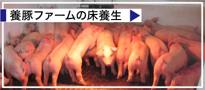 �{�؃t�@�[���̏��{���A�炭�炭�΂�A�W�����C�g�V���[�Y